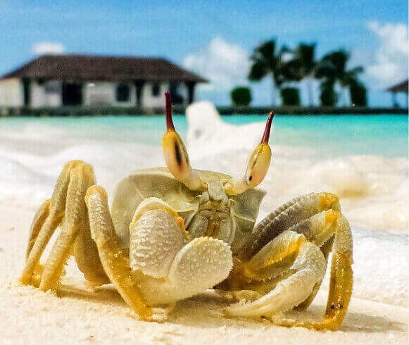 Sri Lanka Trip With Noakhali holidays